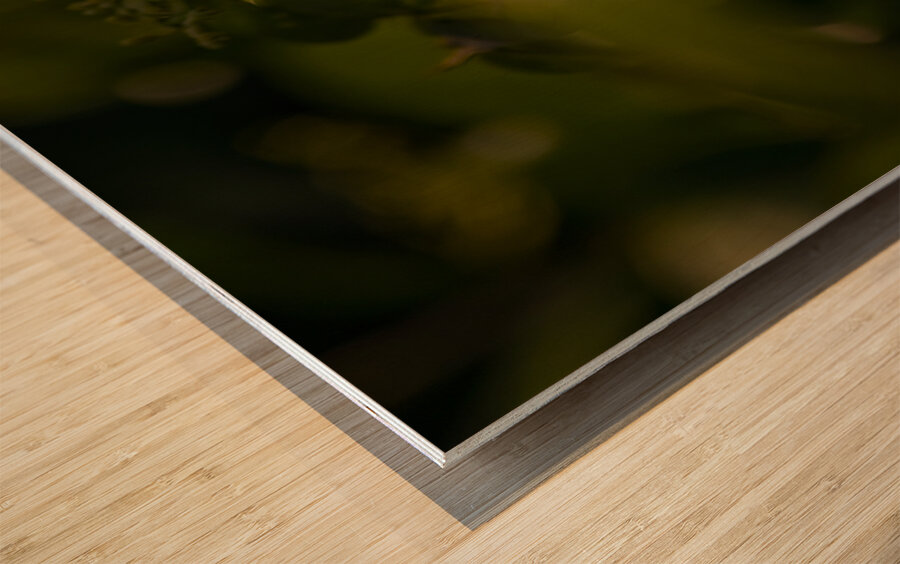 orange butterfly Wood print