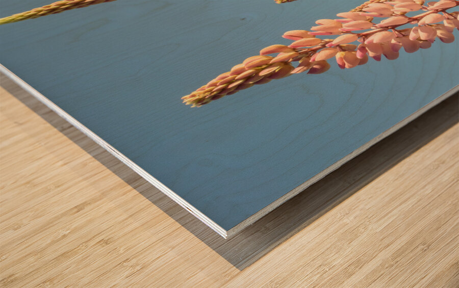 Colourful Lupins in Bloom 2 Wood print