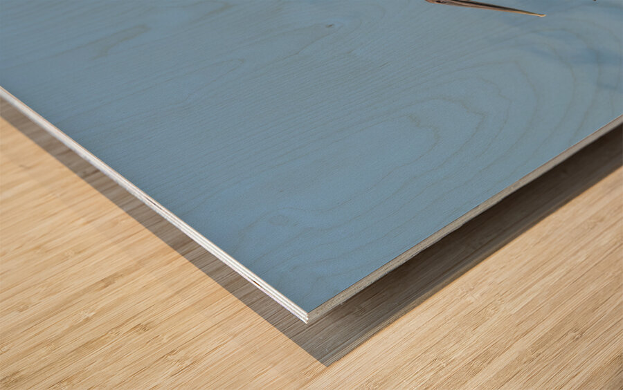 Two Cuban pelican in flight Wood print