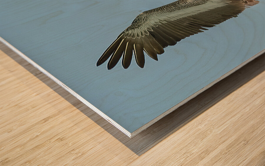 Pelican Cuban 15 Wood print