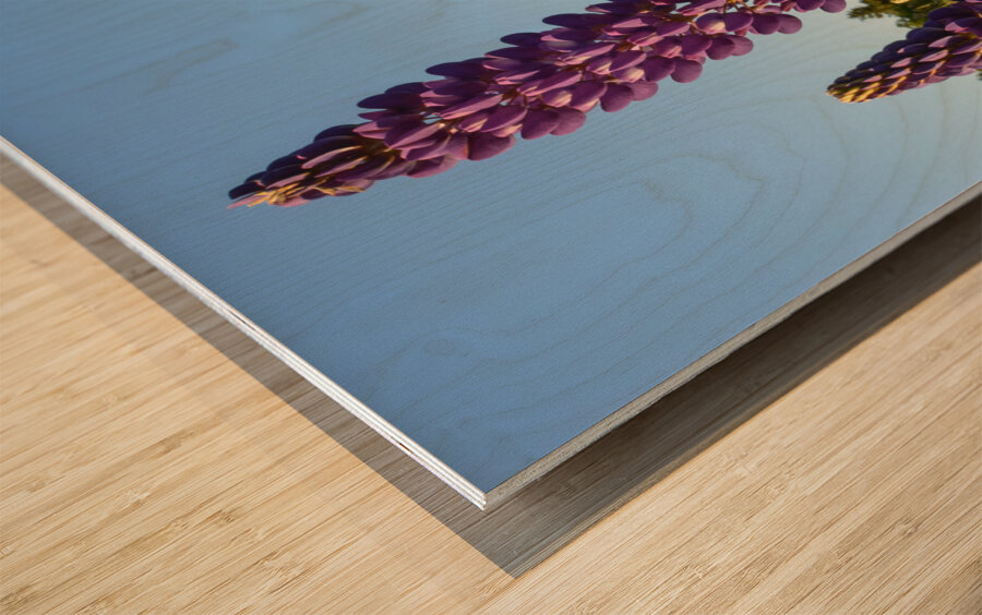 Colourful Lupins in Bloom 3 Wood print