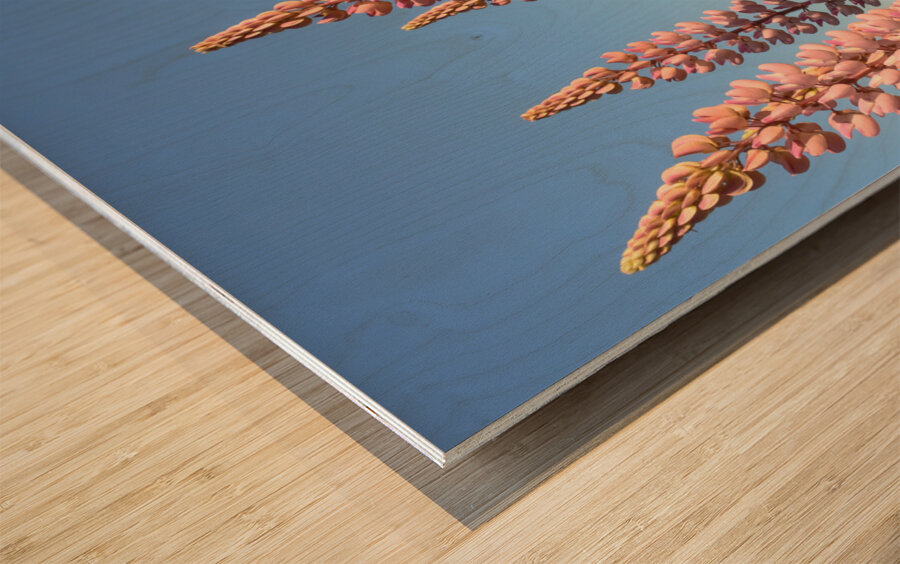 Colourful Lupins in Bloom 5 Wood print