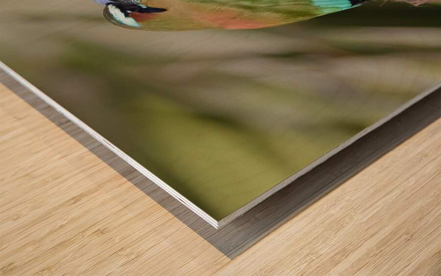 Mot Mot  Clock bird Wood print