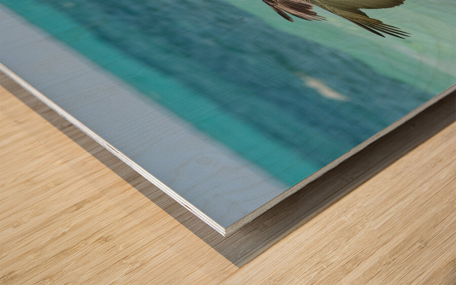 Pelican Cuban 7 Wood print