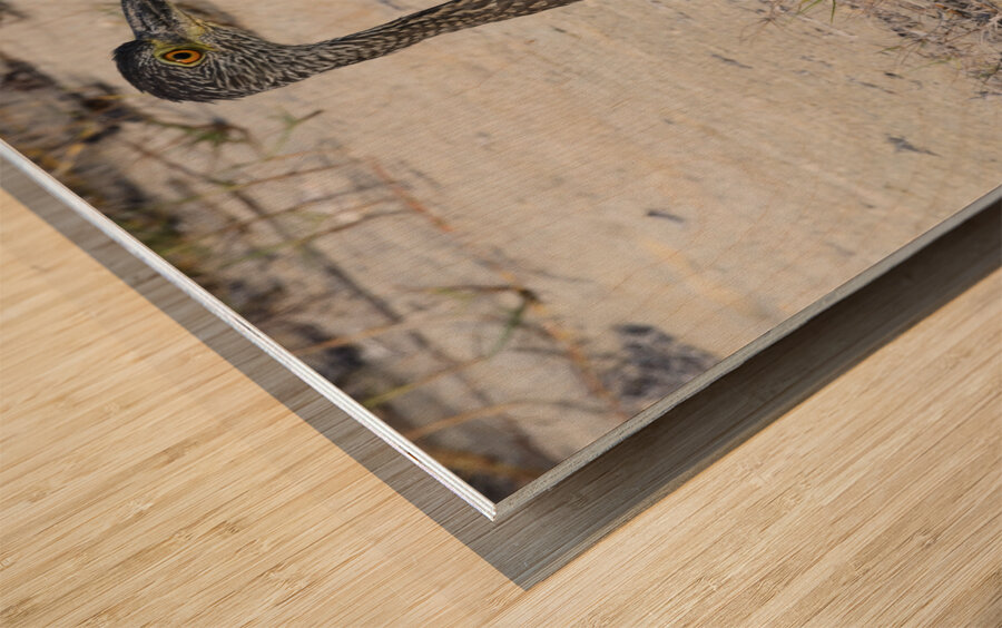 Small long leg cuban bird Wood print