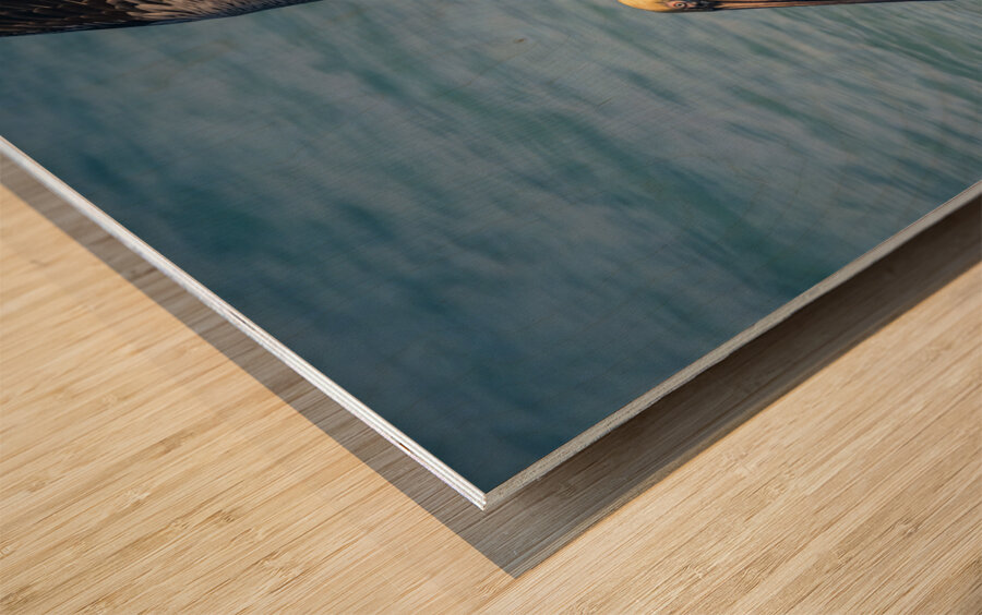 Cuban pelican splash Impression sur bois