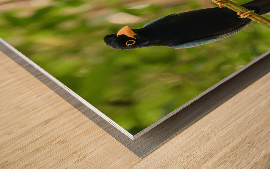 Two Yucatan Blue Jays Wood print