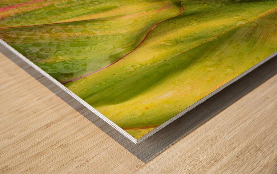 Wet Jungle Leaves closeup Wood print