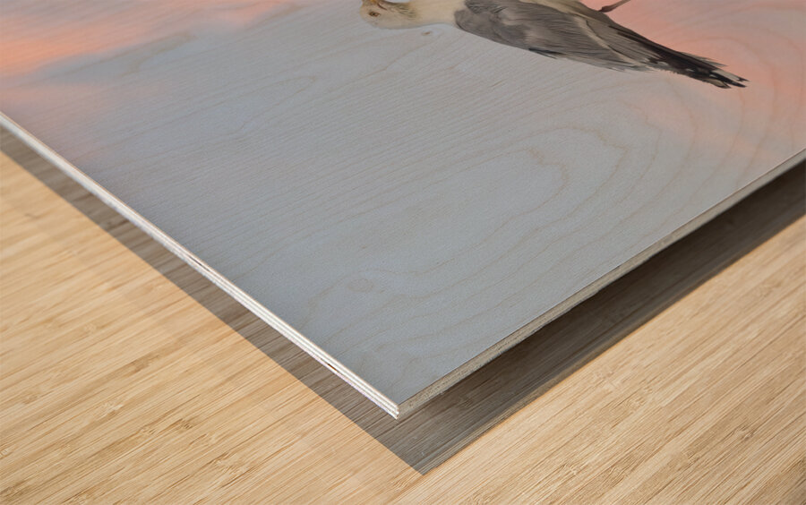 Seagull beautiful sky Wood print