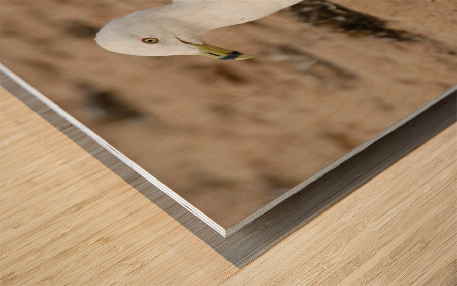 Seagull walking on beach sand Wood print