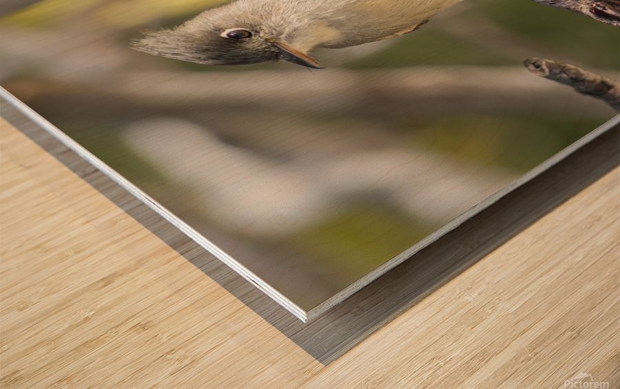 Small cuban bird branch 2 Wood print