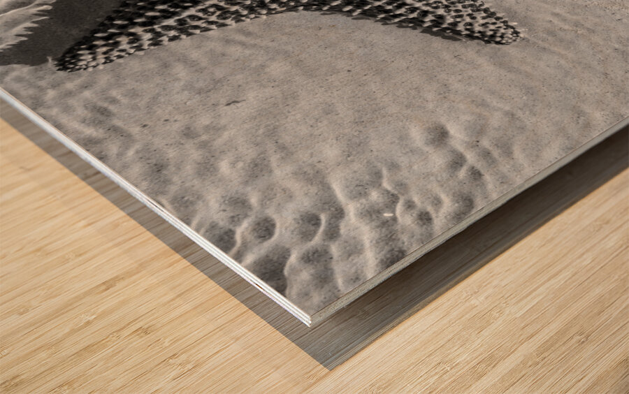 Giant starfish in black and white Impression sur bois