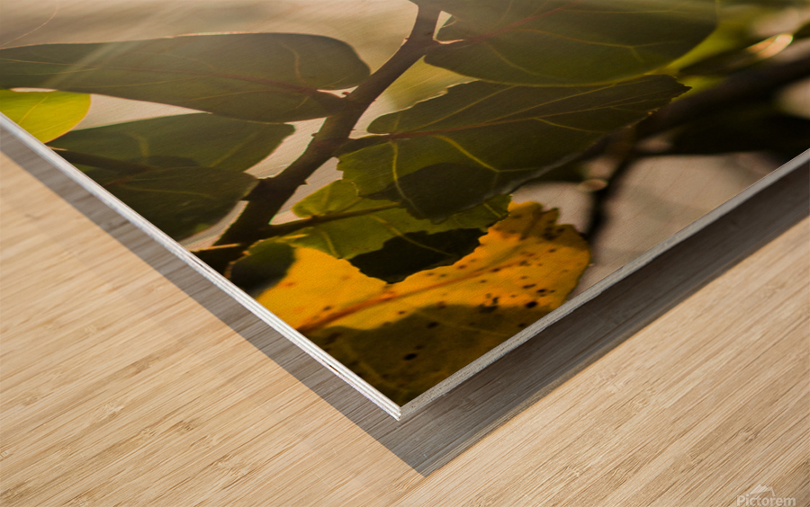 sun rays through leaves Wood print