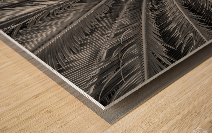 tropical plant centre-bw Wood print