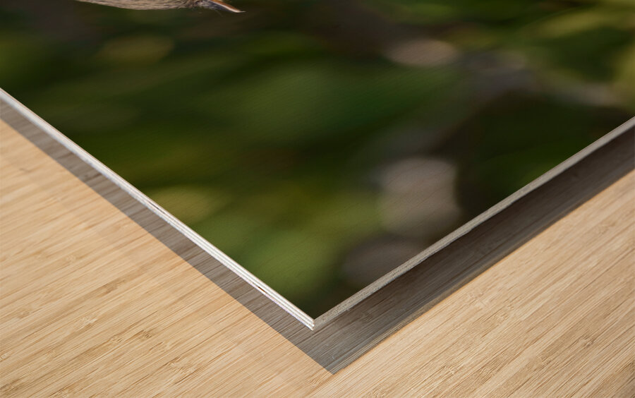 Small Cuban bird branch Wood print