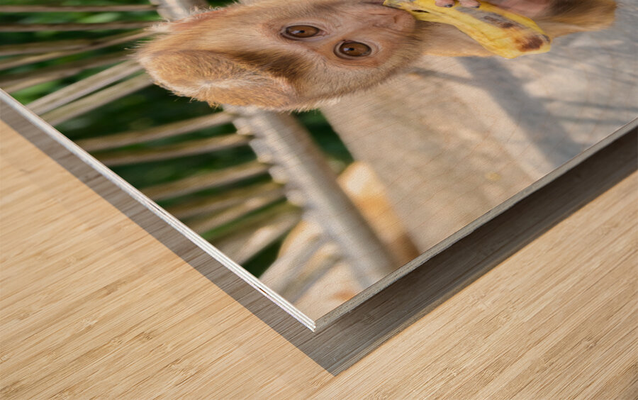 Baby Thai monkey banana Wood print