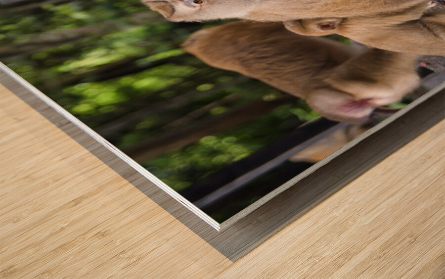 thai monkeys eating watermelon Impression sur bois