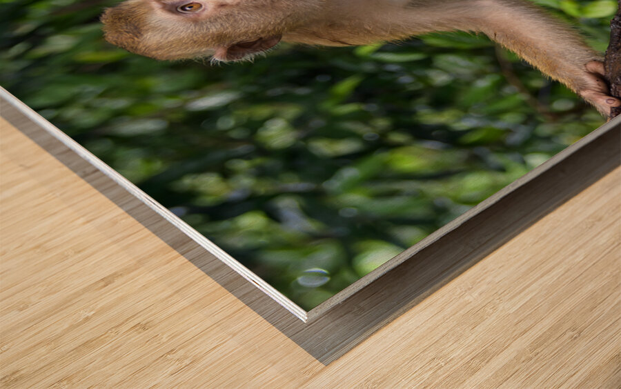 thai monkey 4 Wood print