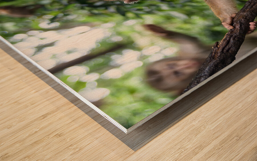 thai monkey 2 Wood print