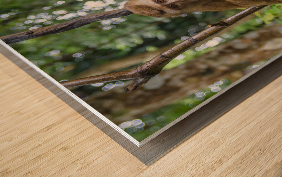 thai monkey 6 Wood print