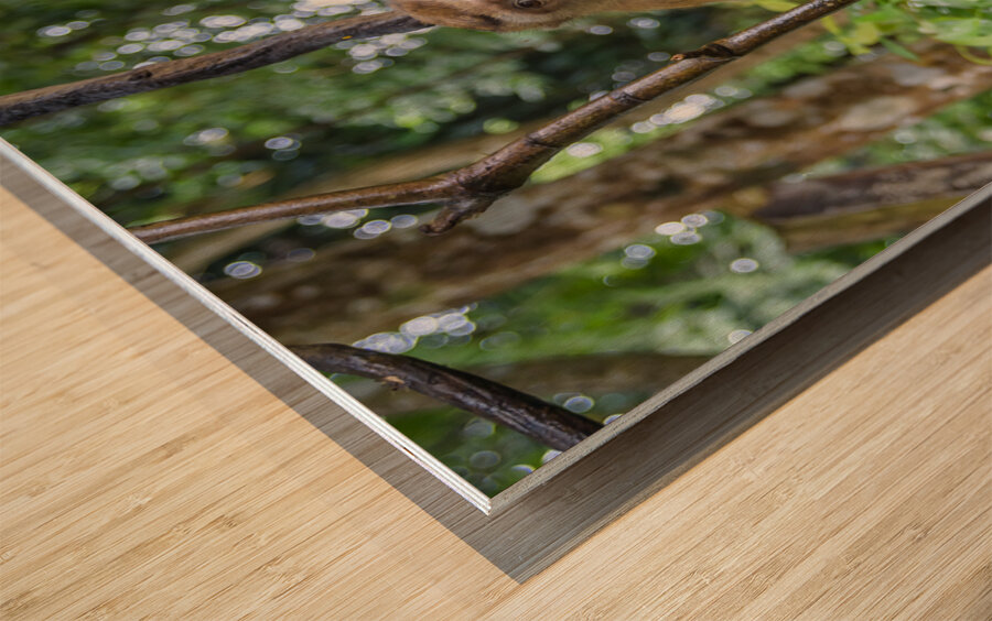 thai monkey 7 Wood print