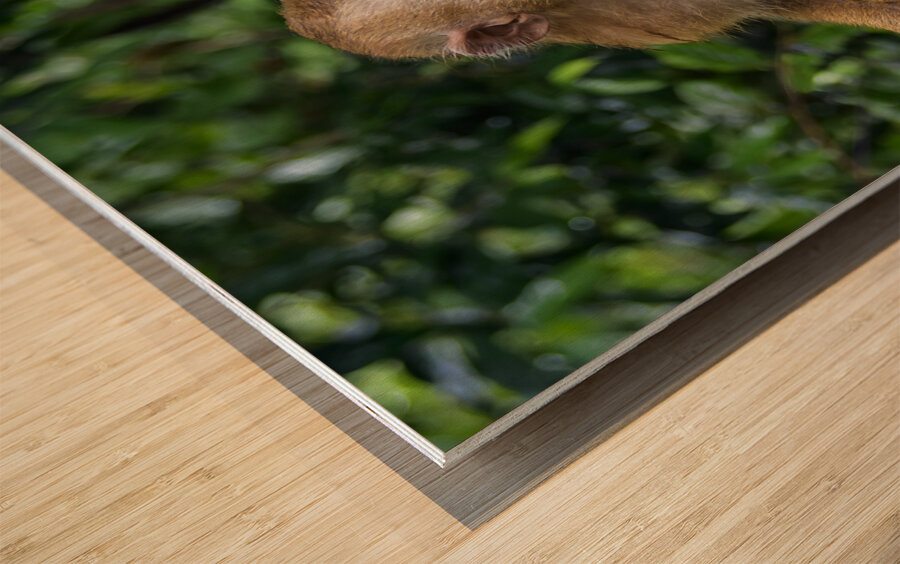 thai monkey 5 Wood print