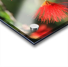 Ferry Duster Bloom 2 Acrylic print