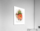 Argentine Giant Flower Bloom 1 Acrylic Print