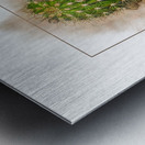 Argentine Giant Flower Bloom 1 Metal print