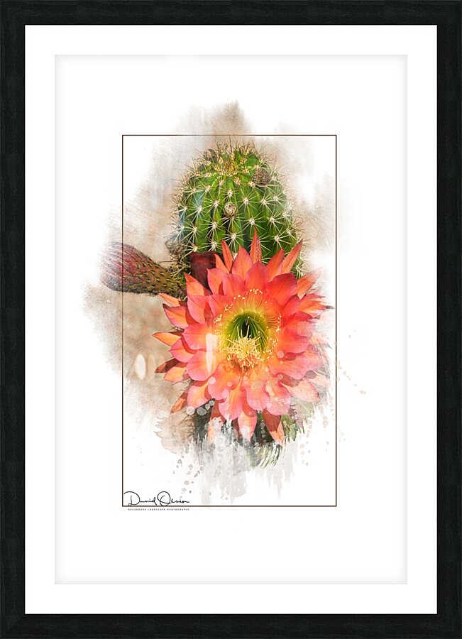 Argentine Giant Flower Bloom 1 Picture Frame print