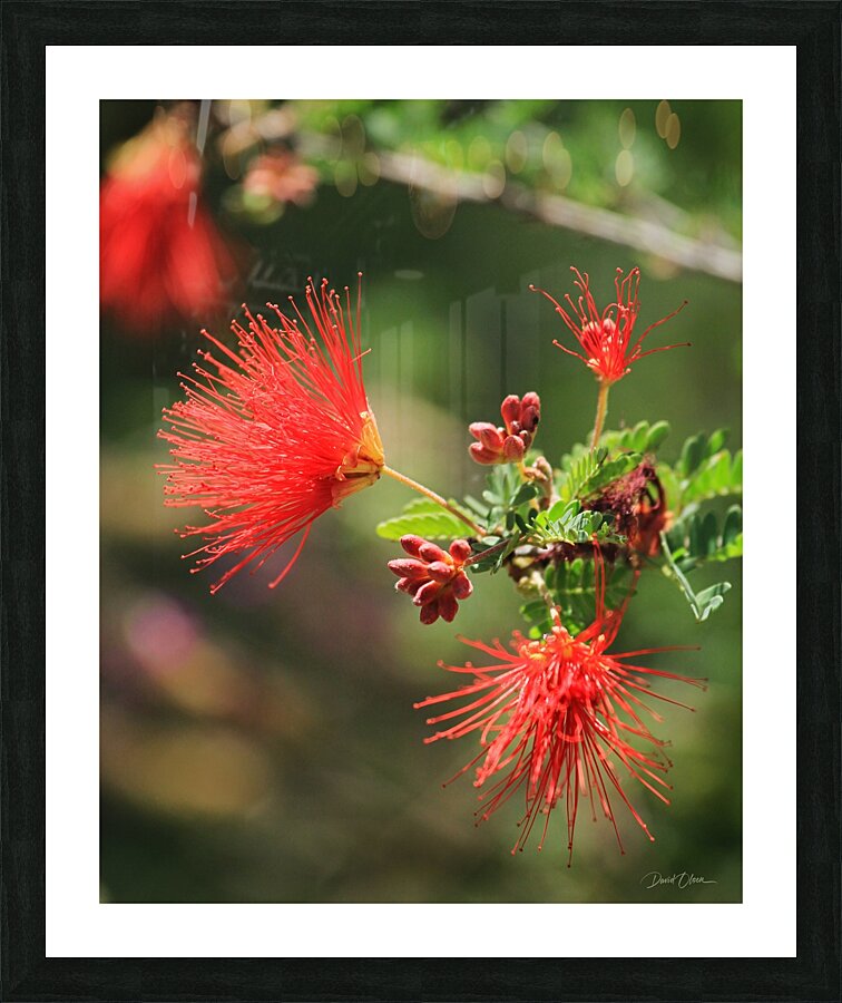 Ferry Duster Bloom 2 Picture Frame print