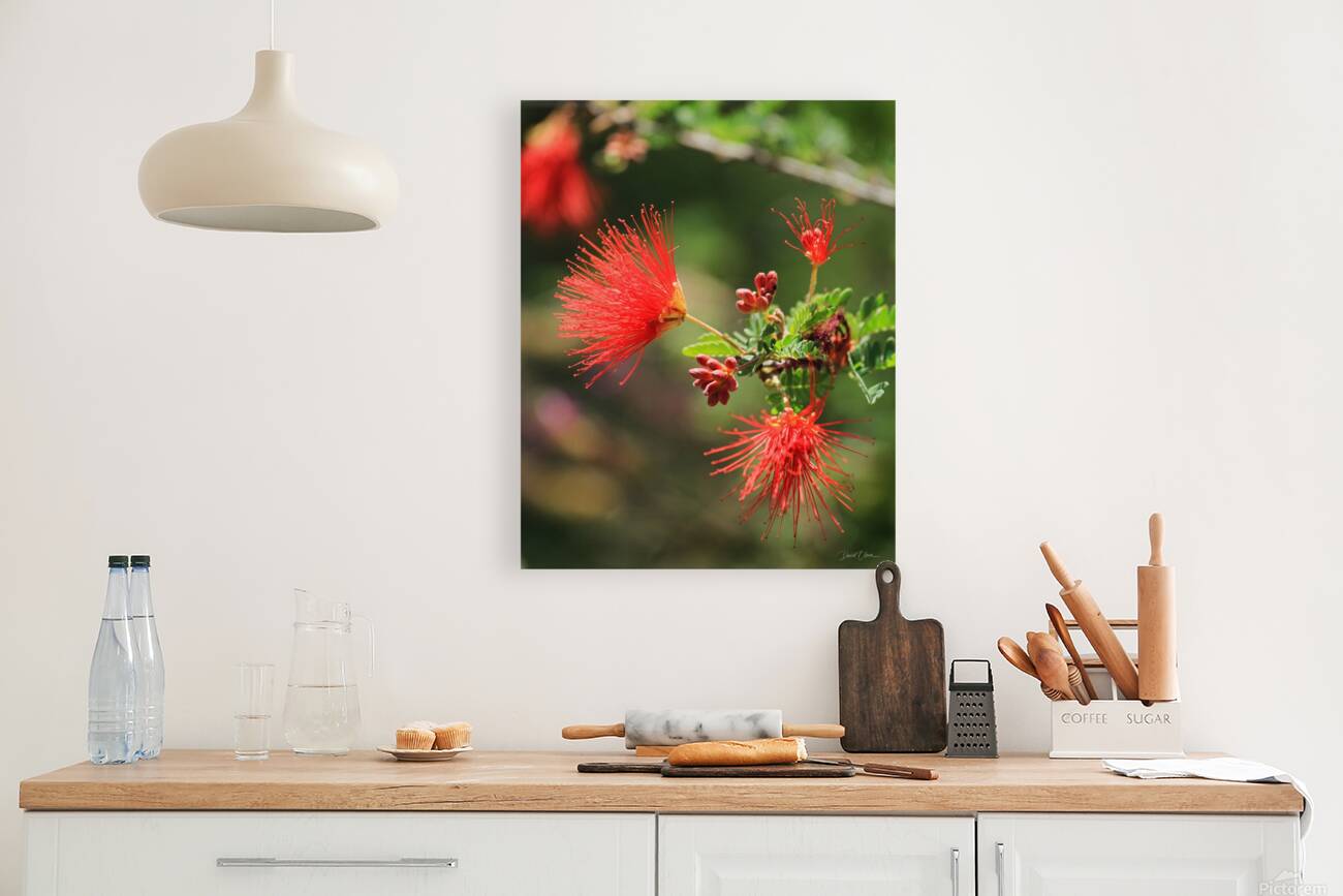 Ferry Duster Bloom 2 Reproduction