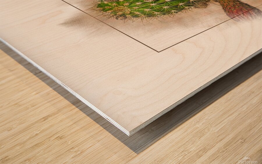 Argentine Giant Flower Bloom 1 Wood print