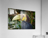 Toucan Acrylic Print