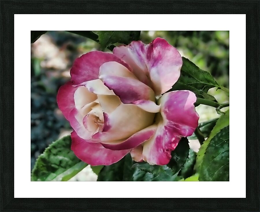 Lavender Rose Picture Frame print