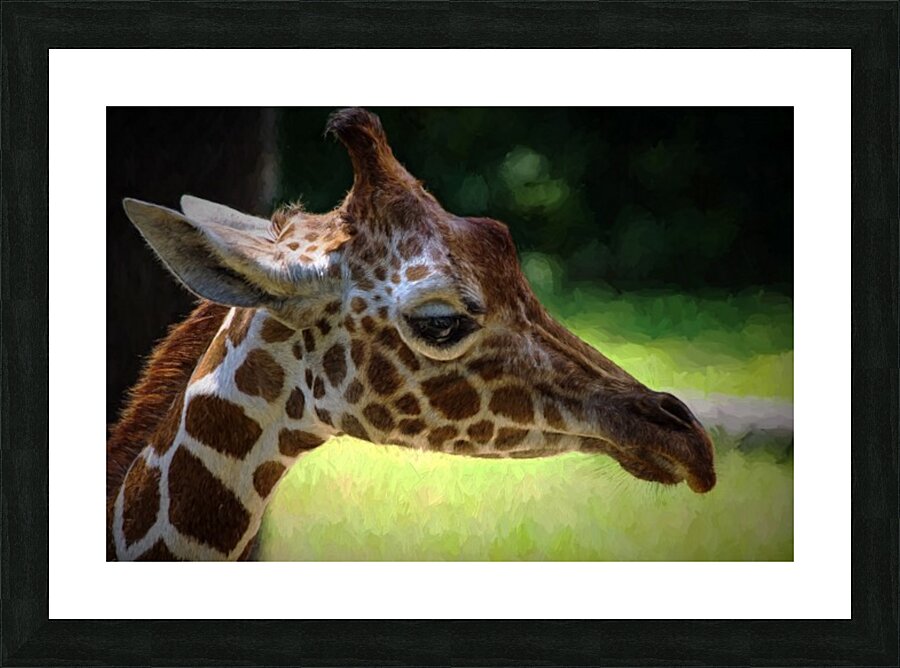 Giraffe  Picture Frame print