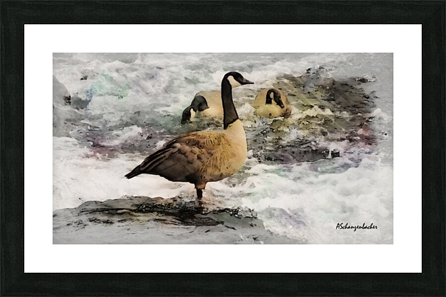 Canadian Geese Picture Frame print