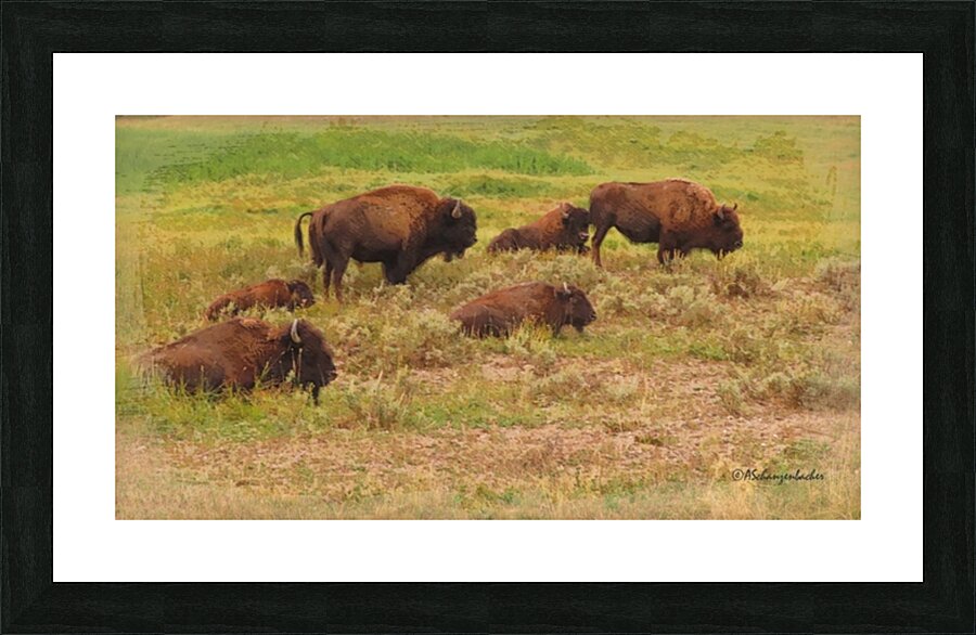 Bison Herd Picture Frame print