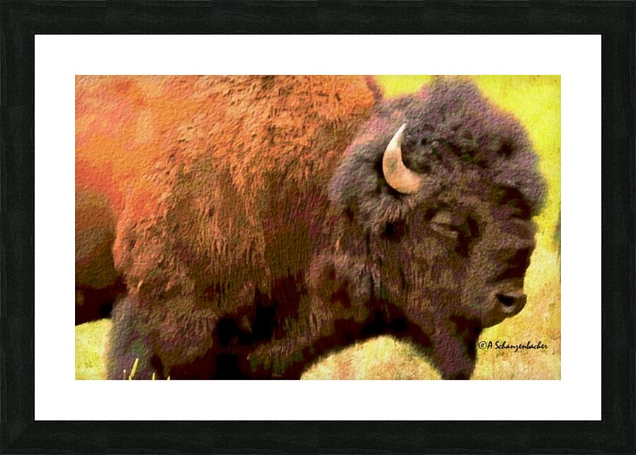 Bison Headshot Picture Frame print