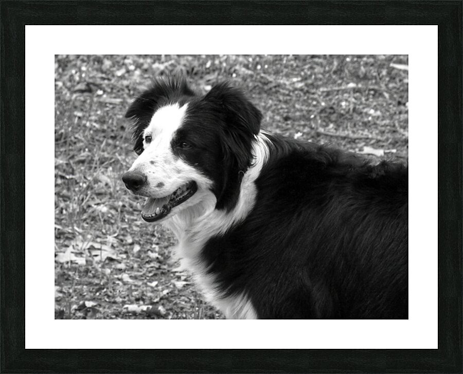 Border Collie Picture Frame print