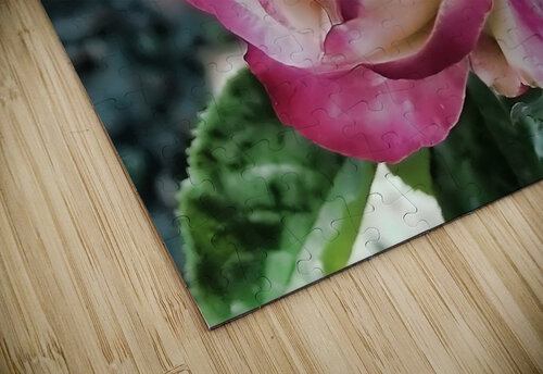 Lavender Rose Aurelia Schanzenbacher puzzle