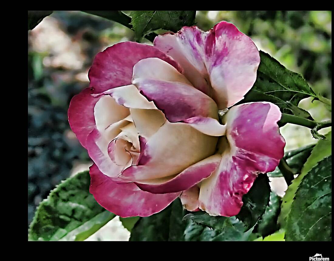 Lavender Rose Reproduction