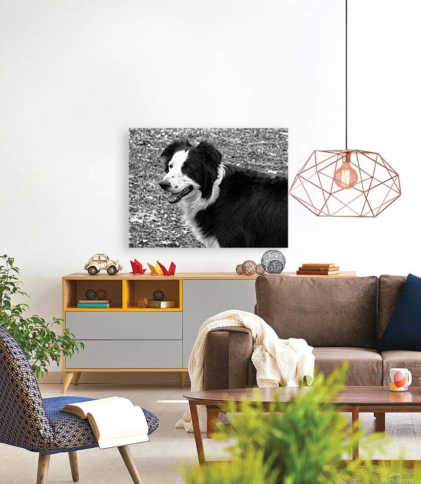 Border Collie Reproduction