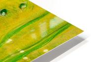 Gold Fish HD Metal print