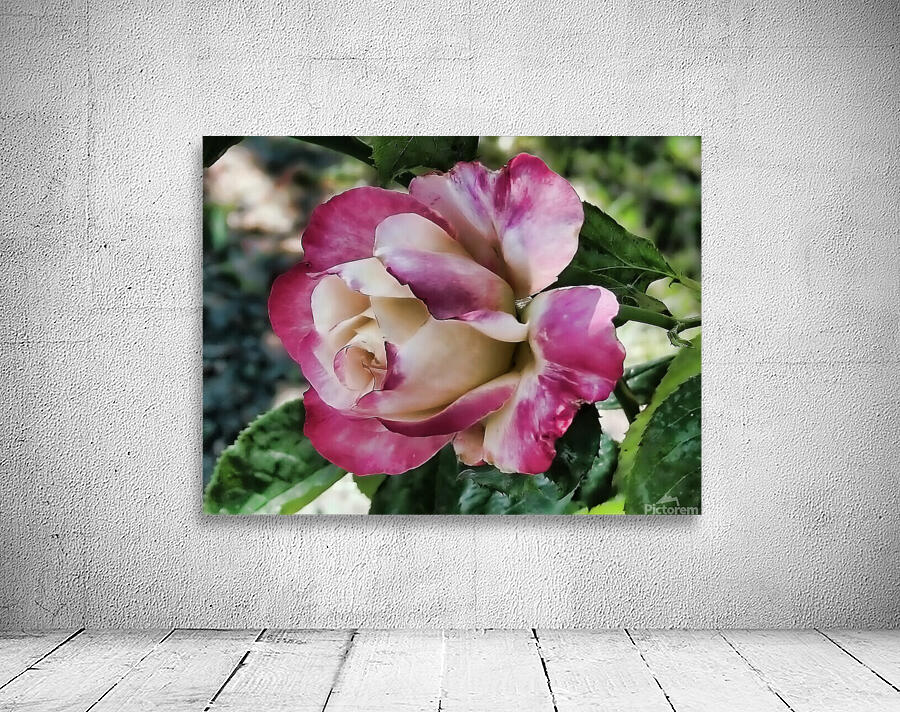 Lavender Rose Wall Preview