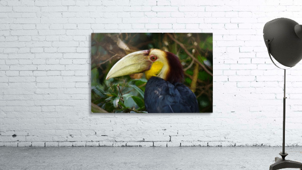 Toucan Wall Preview