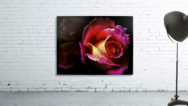 Textured Rose Wall Preview