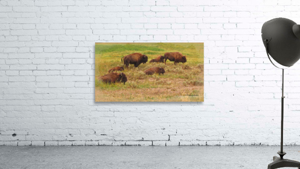 Bison Herd Wall Preview