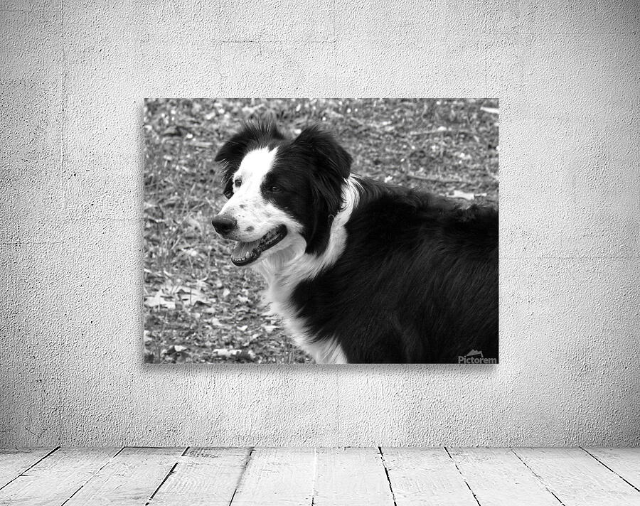 Border Collie Wall Preview