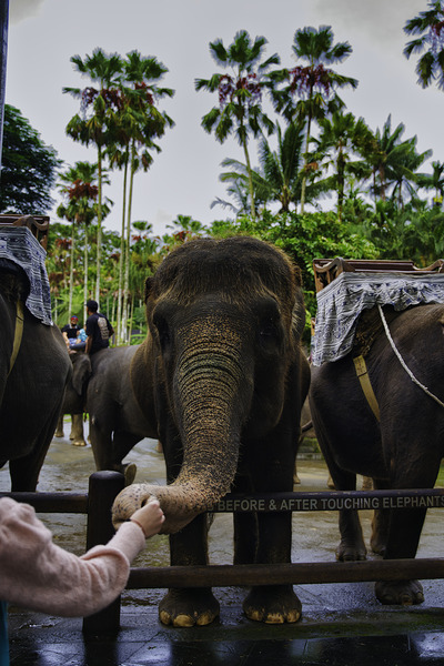 Touch of Trust Digital Download